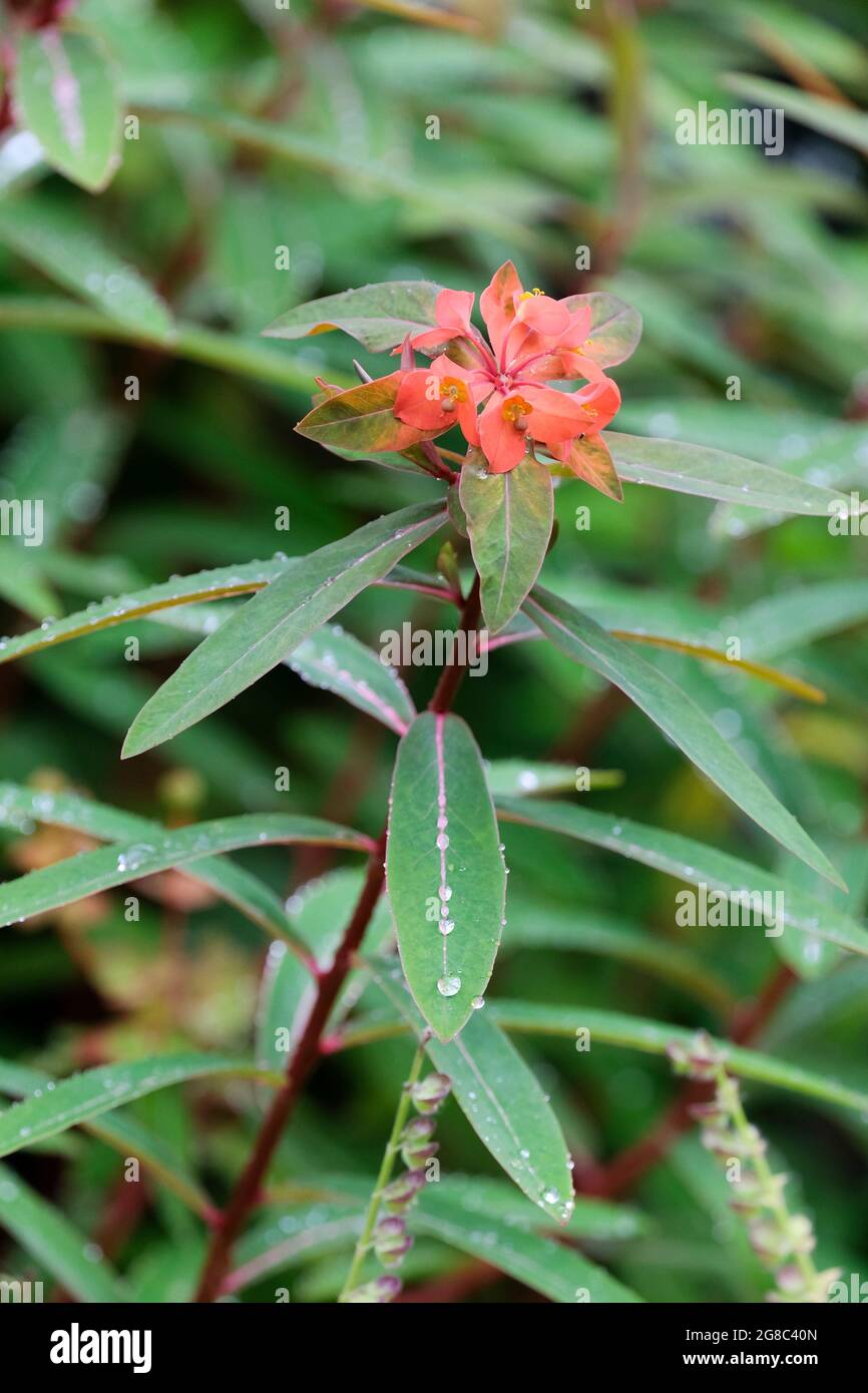 Euphorbia griffithii ‘Dixter’. Spurge 'Dixter'. Bright orange bracts Stock Photo