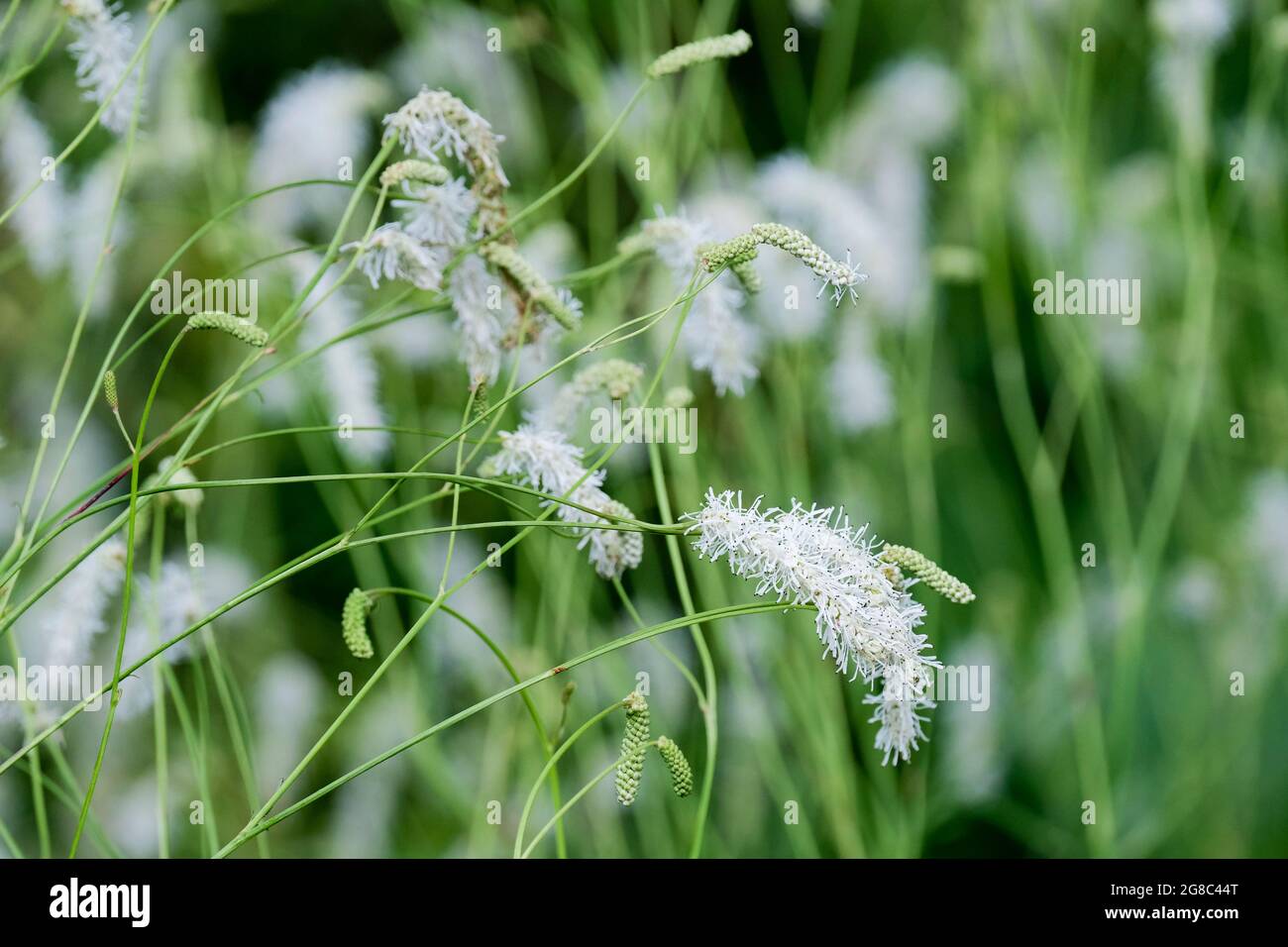 Sanguisorba tenuifolia 'Alba'. Slender-leaved burnet 'Alba'. Bottlebrush clusters of white flowers Stock Photo