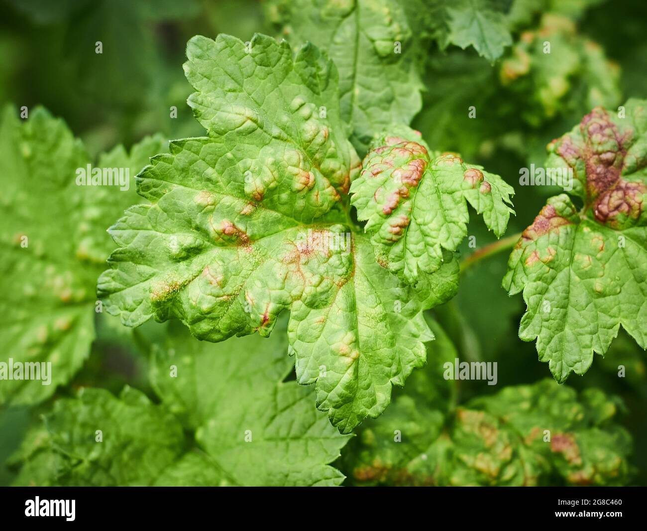 Peach leaf curl on currant leaves. Common Plant Diseases. Puckered or blistered leaves distorted by pale yellow aphids. Man holding reddish or Stock Photo