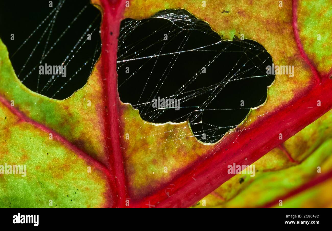 The spider web through the hole on a leaf Stock Photo