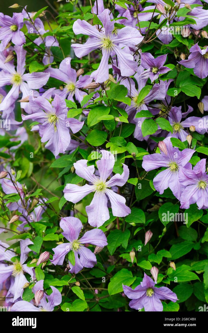 Clematis 'Prince Charles' also known as Clematis viticella 'Prince Charles'. Large flowered violet-blue flowers. Stock Photo