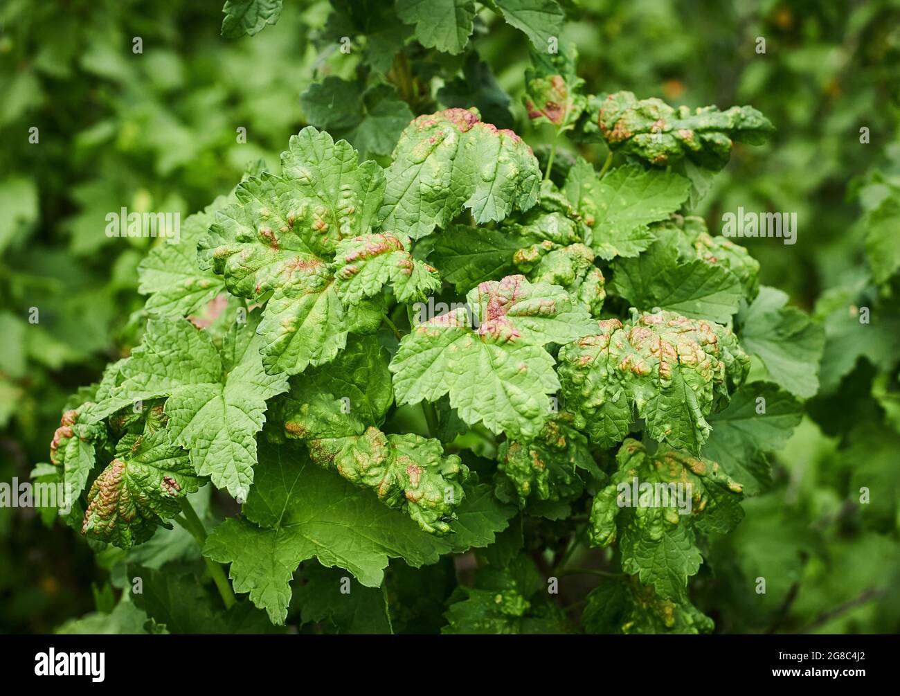 Peach leaf curl on currant leaves. Common Plant Diseases. Puckered or blistered leaves distorted by pale yellow aphids. Man holding reddish or Stock Photo