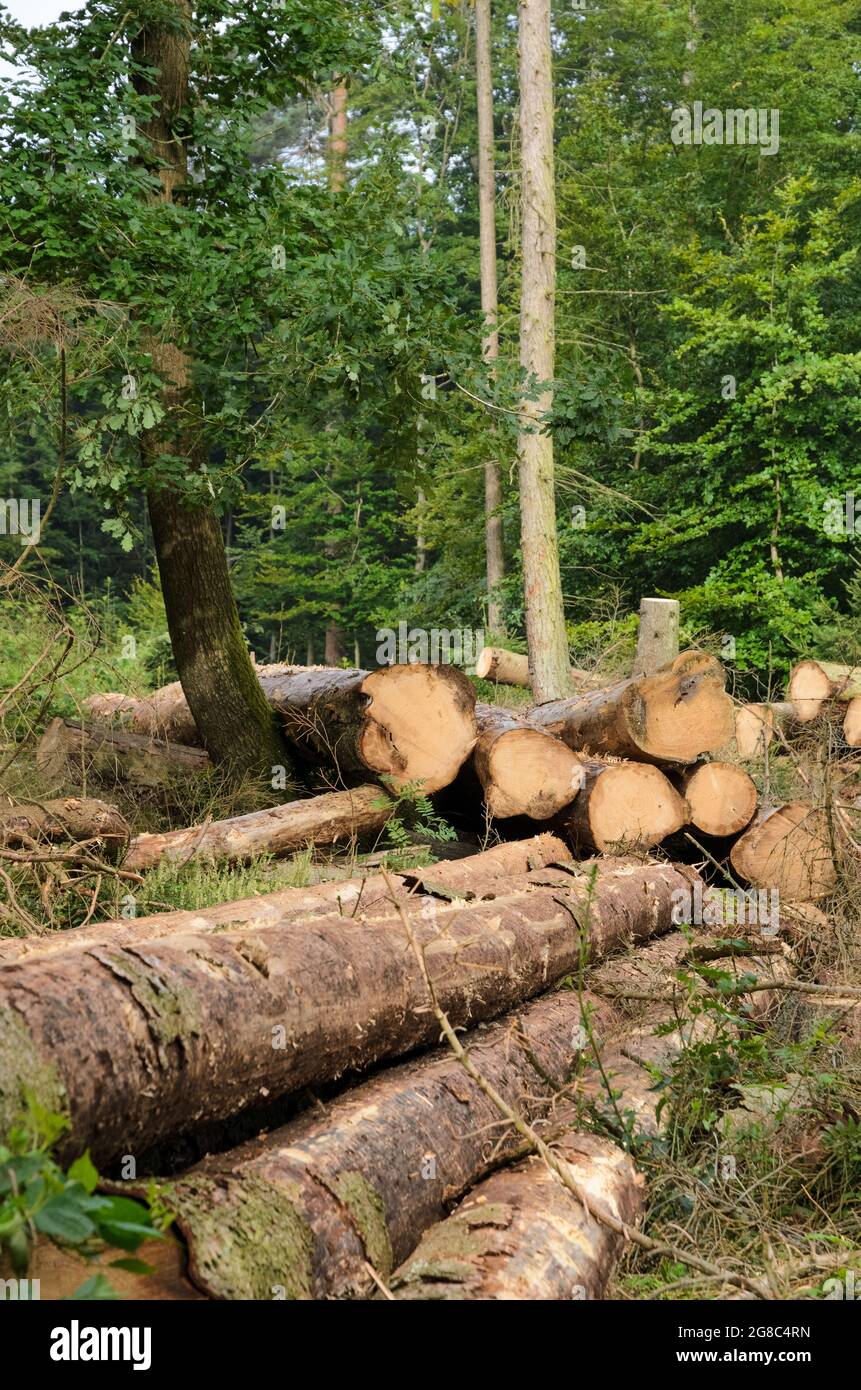 Pile of felled trees in a forest Stock Photo Alamy