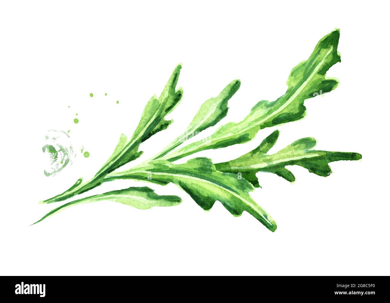 Rucola. Watercolor hand drawn illustration, isolated on white ...