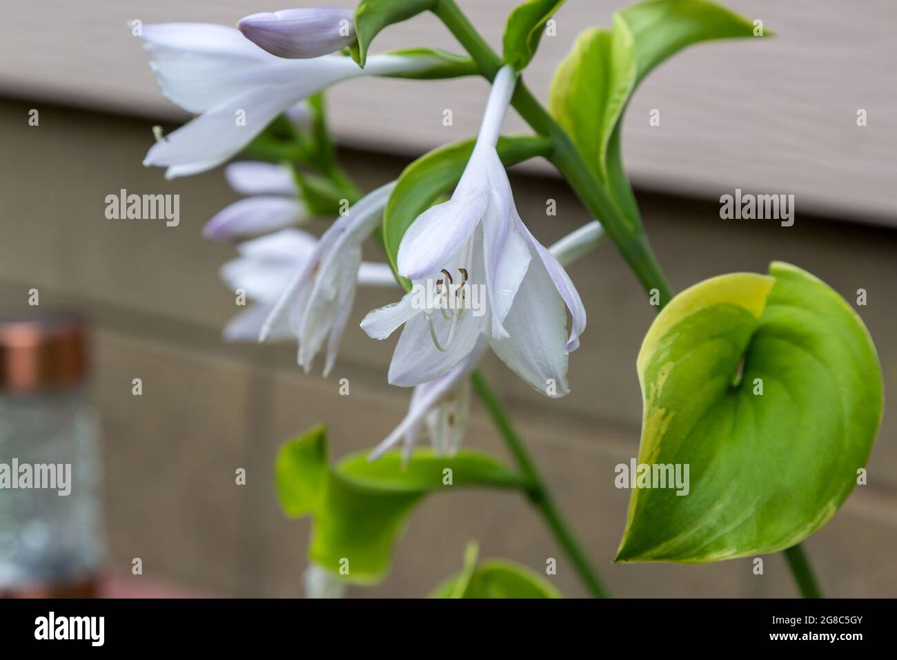 several white and lavender Hosta blooms in the Hosta Garden Stock Photo
