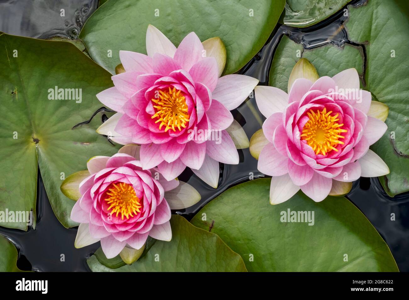 Pink water lily lilies Nymphaea flower flowering flowers on a pond in