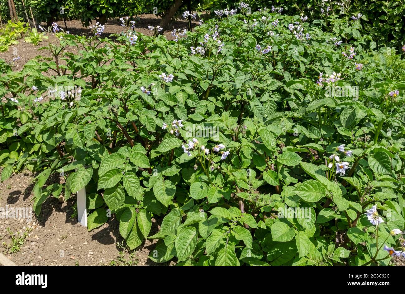 Potato plant plants potatoes growing in the allotment vegetable garden in summer England UK United Kingdom GB Great Britain Stock Photo