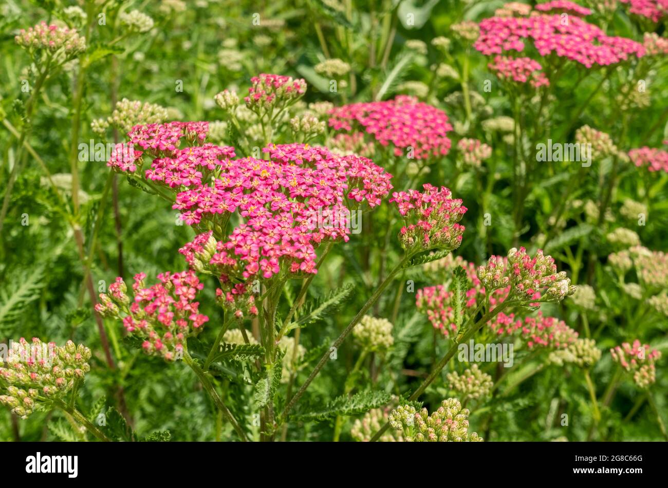 Close up of pink achillea flowers flower flowering growing in a flowerbed garden in summer England UK United Kingdom GB Great Britain Stock Photo