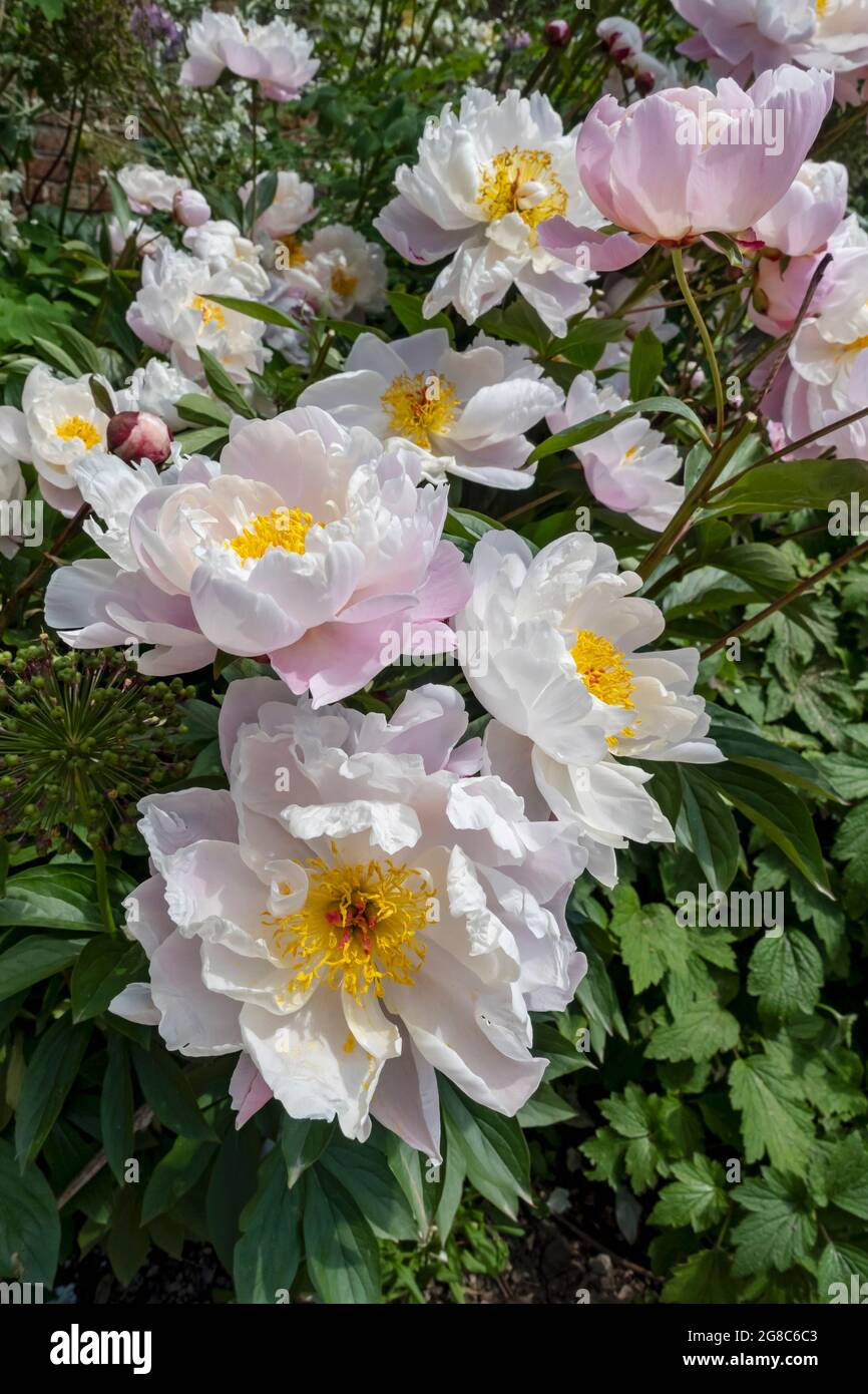 White peonies paeonia hires stock photography and images Alamy
