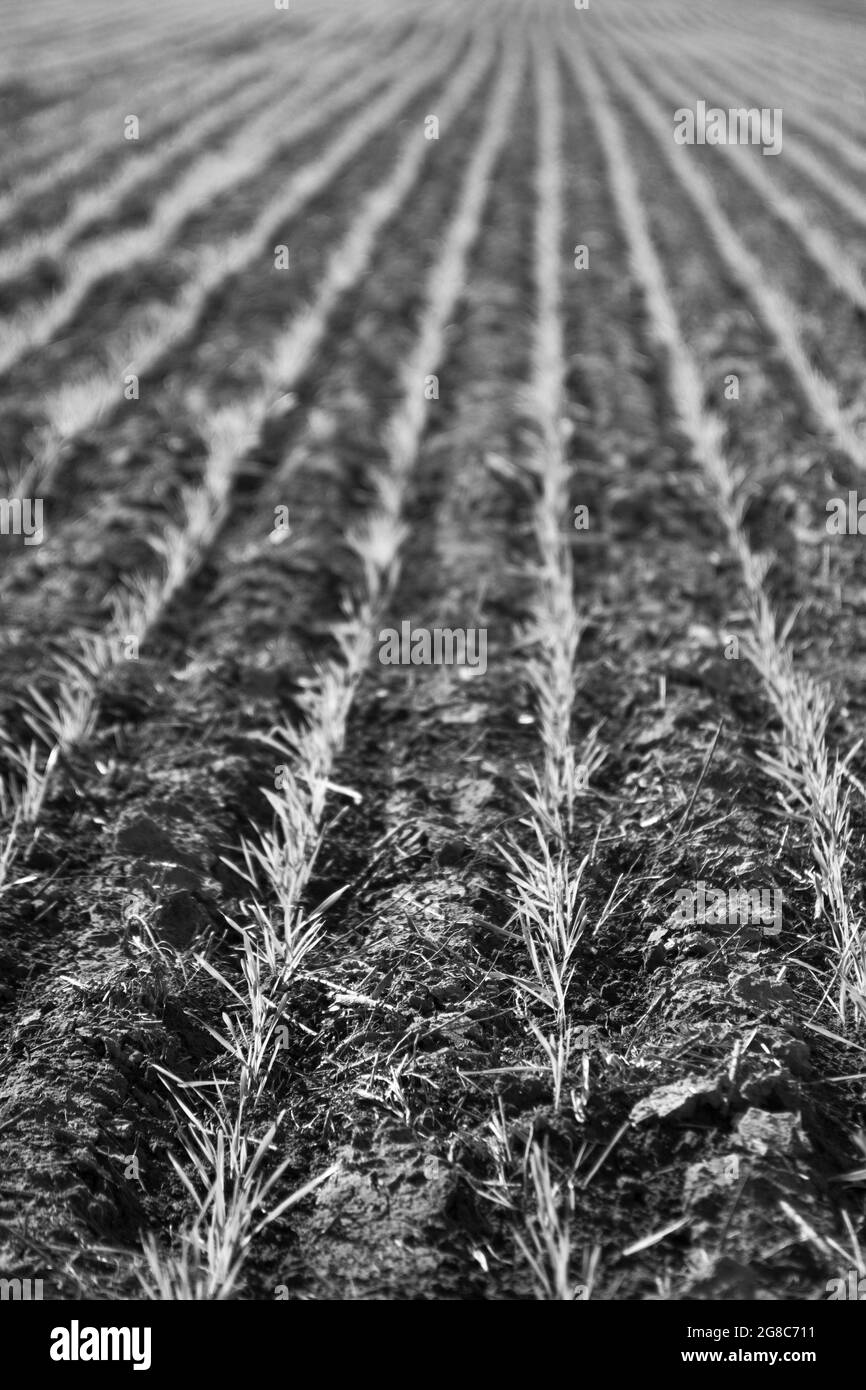 Sown field in the Province of Buenos Aires, Argentina Stock Photo