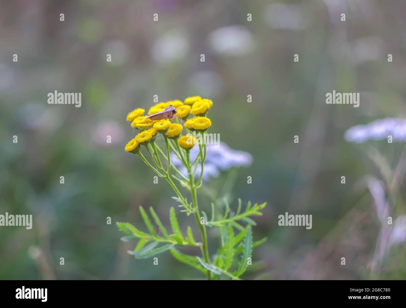 Medicinal flowering plant tansy or Tanacetum vulgare. Stock Photo