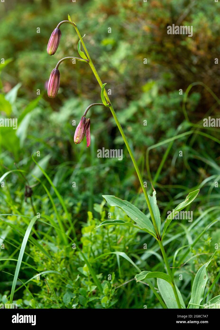 Lilium martagon, the martagon lily or Turk's cap lily in Rila Nature Reserve, Rila Mountain, Bulgaria, Europe Stock Photo