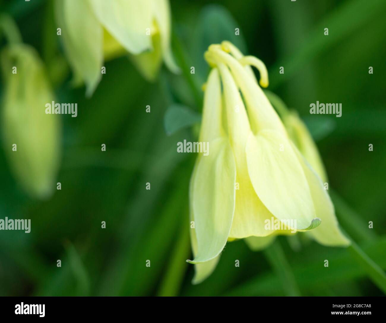 Aquilegia aurea is a rare flower of Ranunculaceae and Balkan endemic species, Rila Nature Reserve, Bulgaria, Balkans Stock Photo