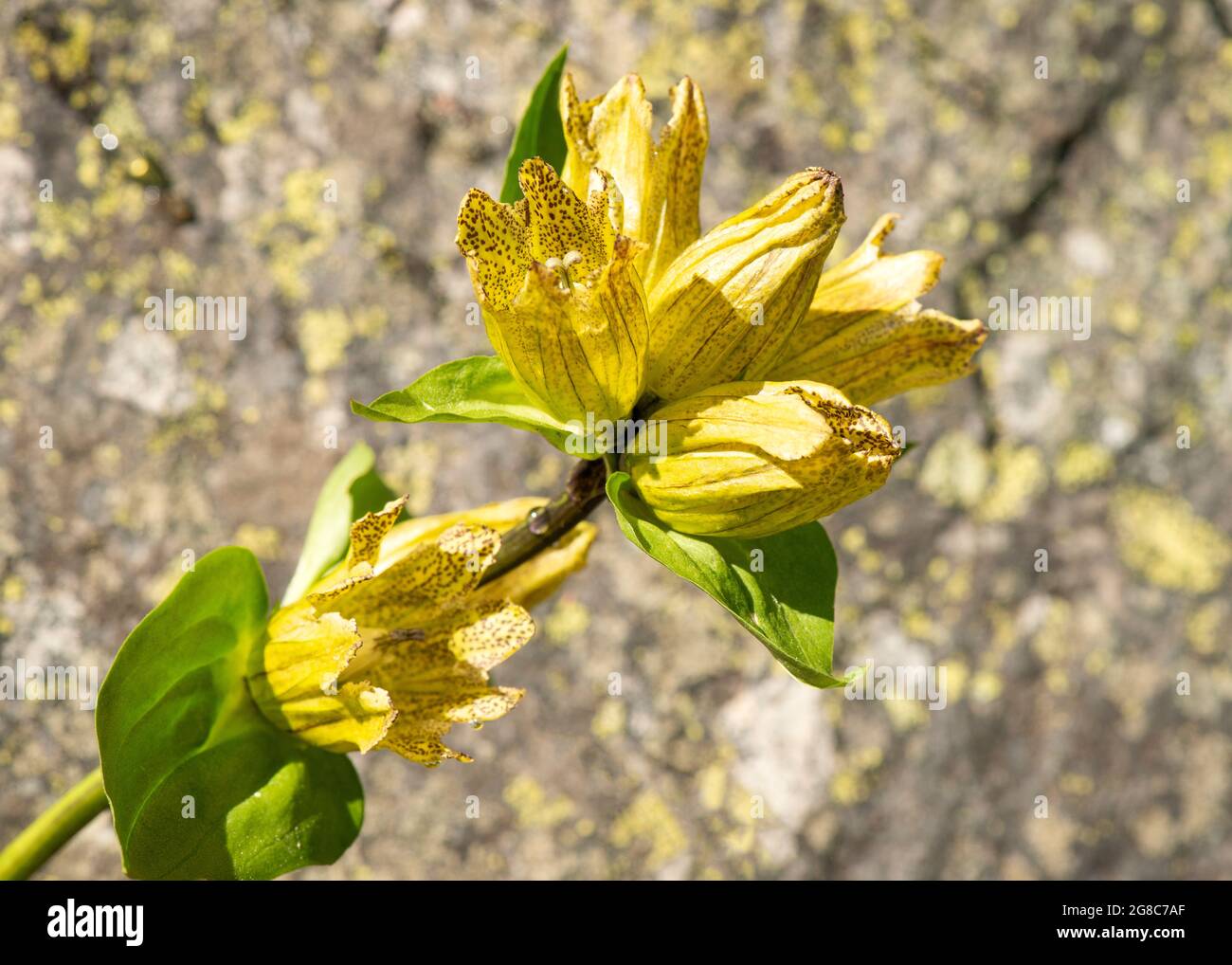 Spotted Gentian or Gentiana punctata in natural habitat, Rila Mountain and Nature Reserve, Bulgaria, Europe. Stock Photo