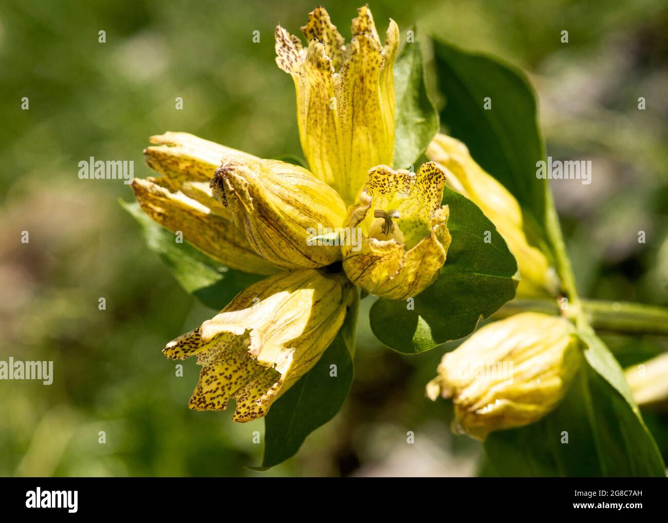 Spotted Gentian or Gentiana punctata in natural habitat, Rila Mountain and Nature Reserve, Bulgaria, Europe. Stock Photo