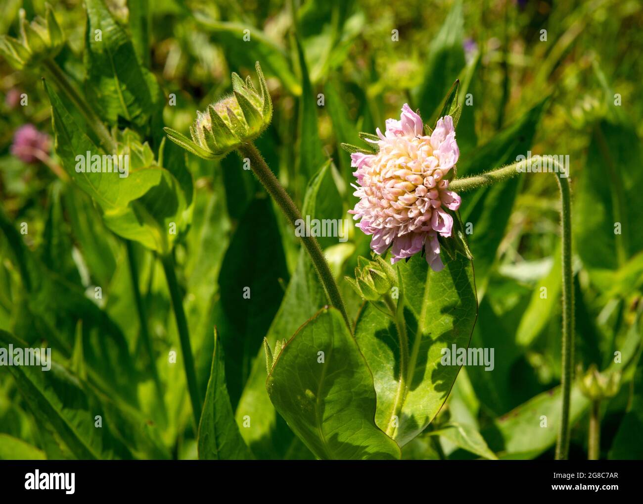 Widow Flower or Knautia midzorensis in natural habitat, Rila Nature Reserve and National Park, Rila Mountain, Bulgaria, Europe. Stock Photo