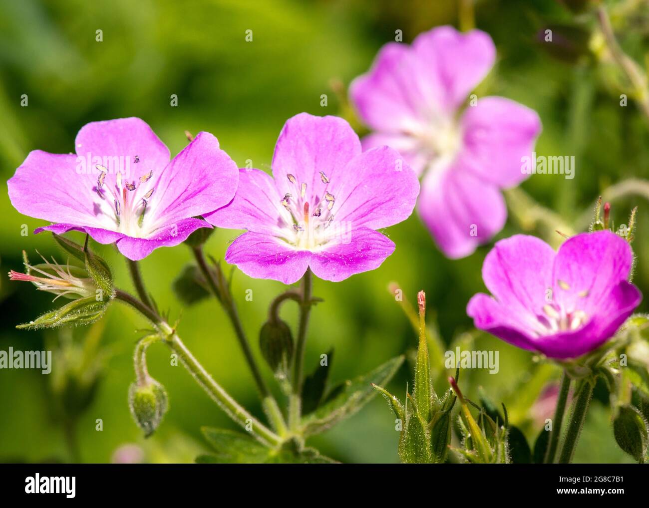 Pink flowers of Geranium sylvaticum, wood cranesbill or woodland geranium growing in natural habitat in Rila Mountain and Nature Reserve, Bulgaria, EU Stock Photo