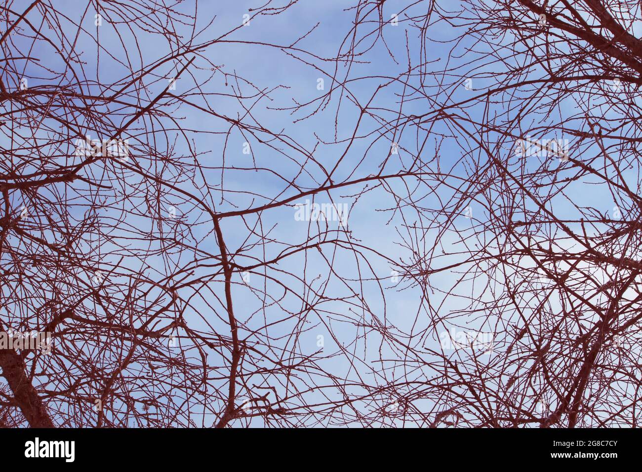 Tree branches on blue sky background Stock Photo - Alamy