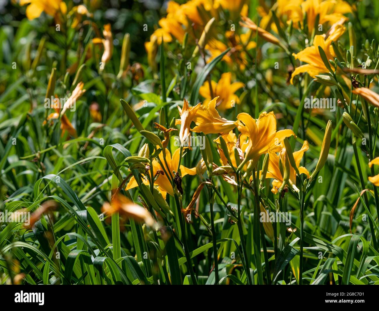 Orange and yellow daylily flowers growing in a UK garden. Stock Photo