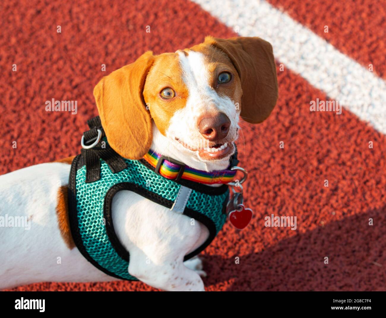 Gay pride top dog harness