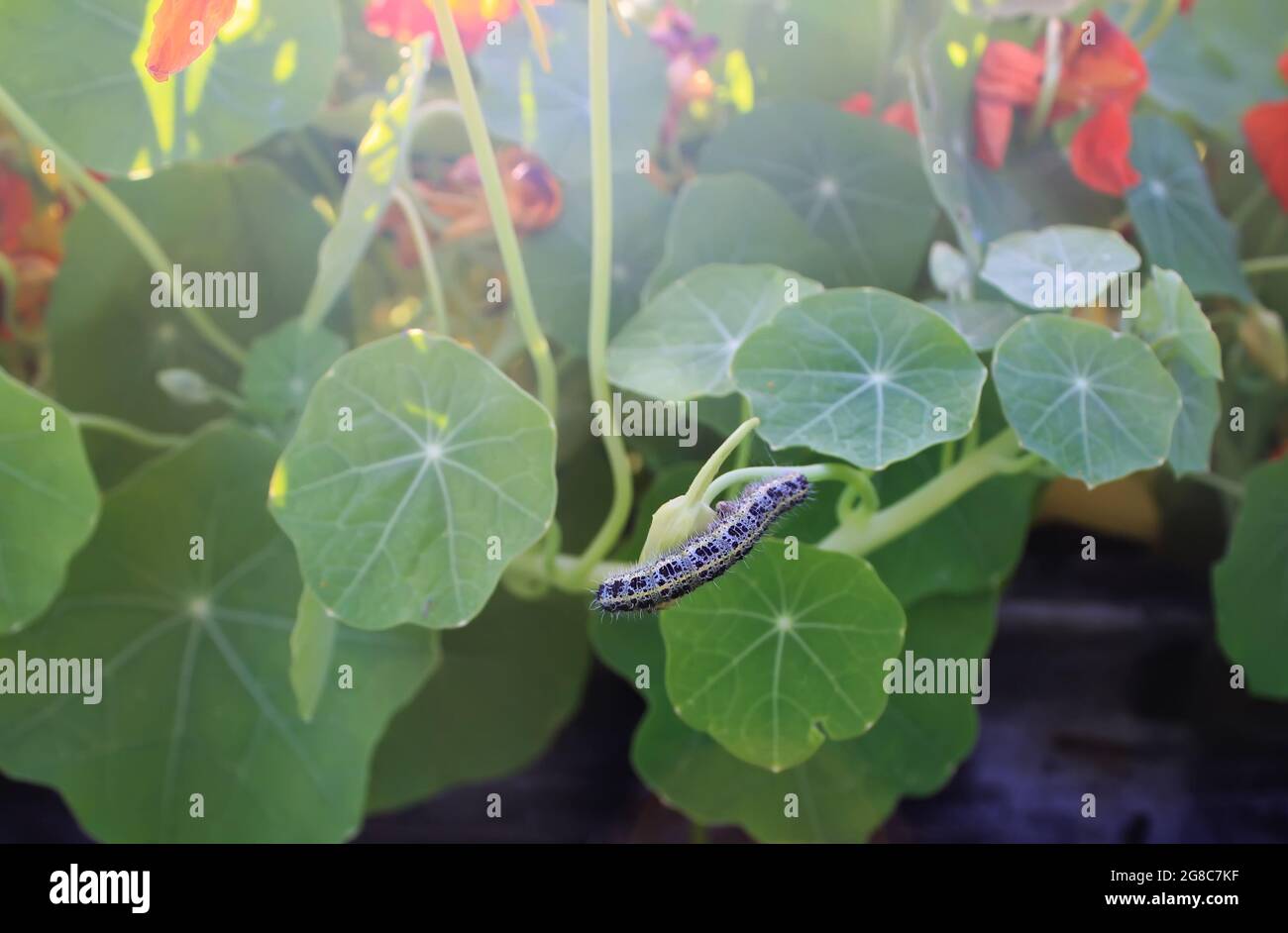 Green cabbage caterpillar on the nasturtium leaves Stock Photo