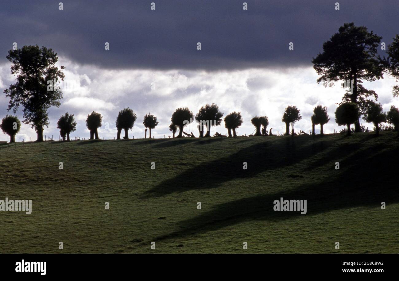 la fila di alberi prima del temporale a Roncisvalle evocano i Paladini di Francia che hanno combattuto in quel luogo Stock Photo