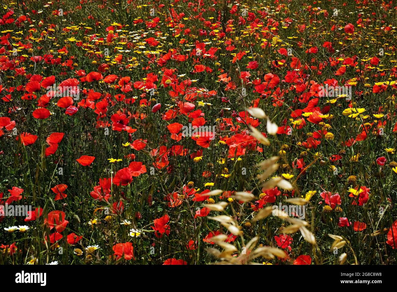 Fiori rossi in Umbria Stock Photo