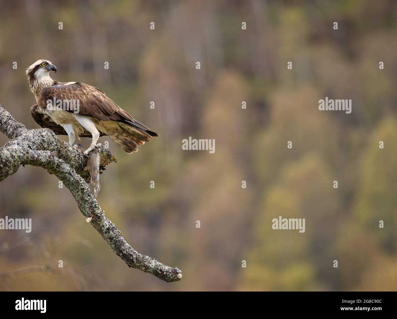 Wild Osprey rests on a branch with a recently caught fish from a Scottish Loch Stock Photo