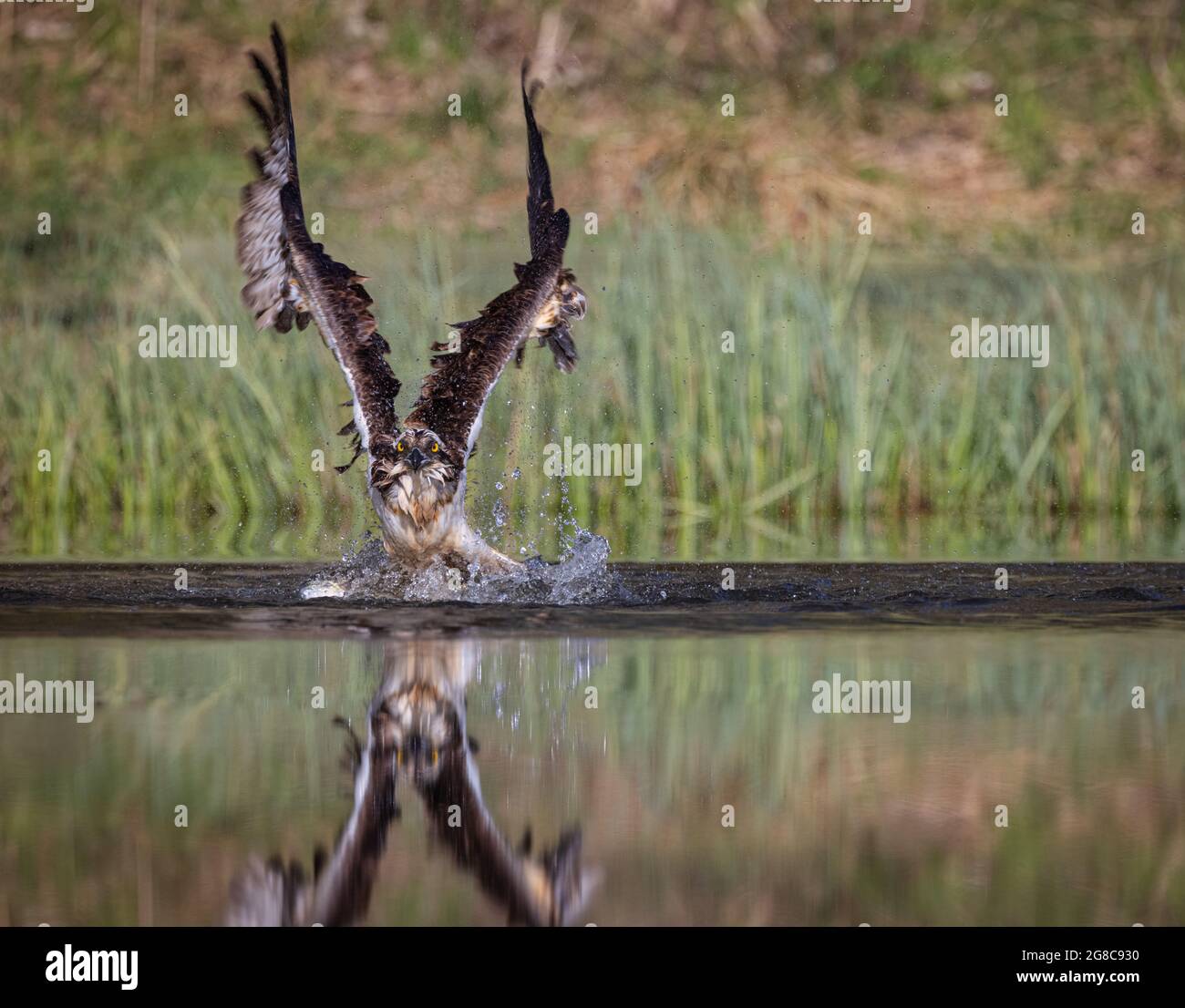 Wild Osprey landing in small Loch in Scotland trying to catch fish Stock Photo