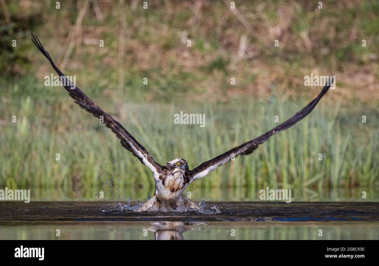 Wild Osprey landing in small Loch in Scotland trying to catch fish Stock Photo