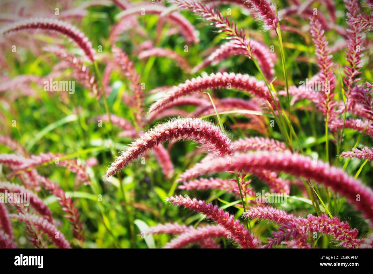 Closeup shot of pink fountain grass grown in the garden Stock Photo