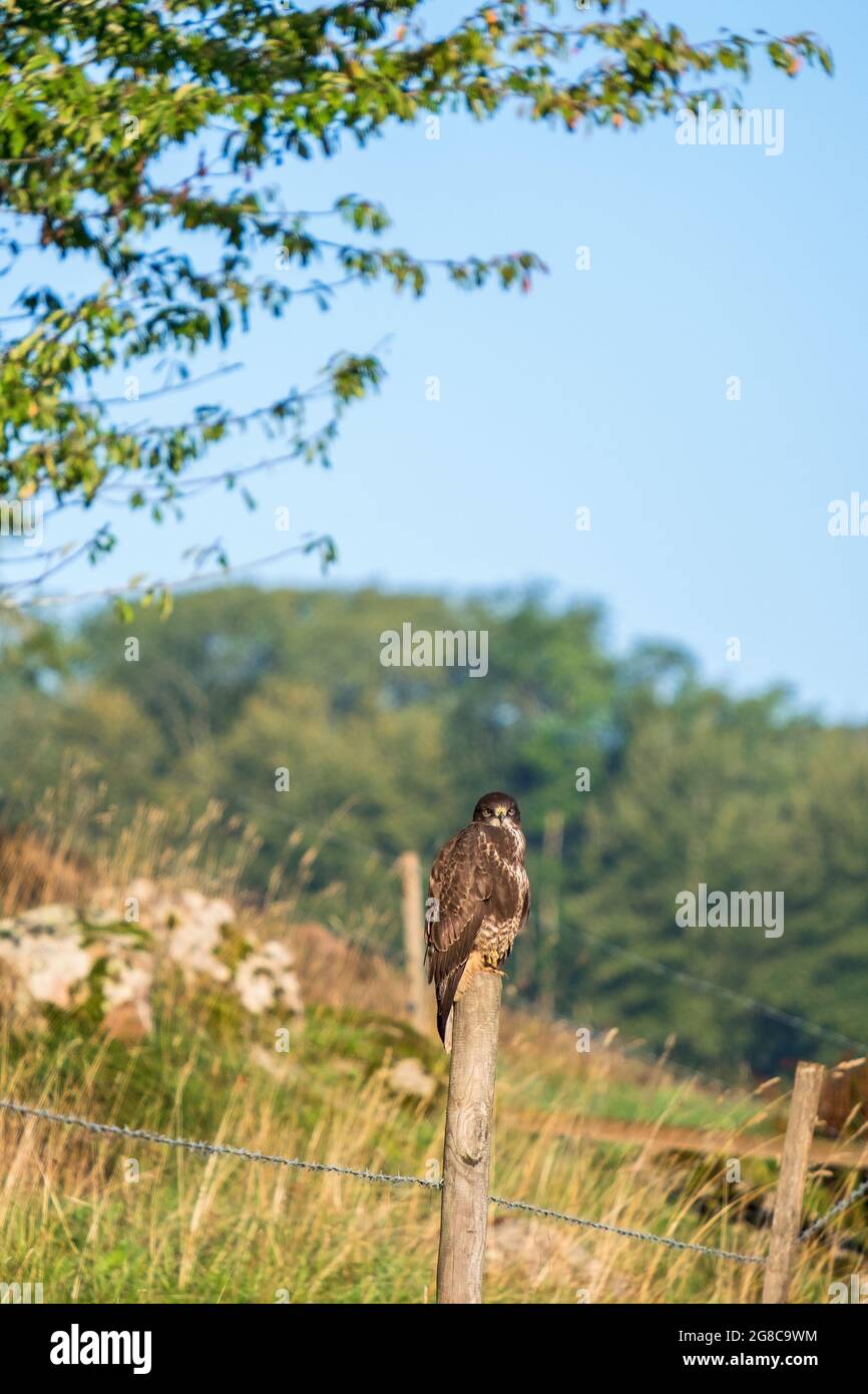 Buzzard looking at the camera Stock Photo