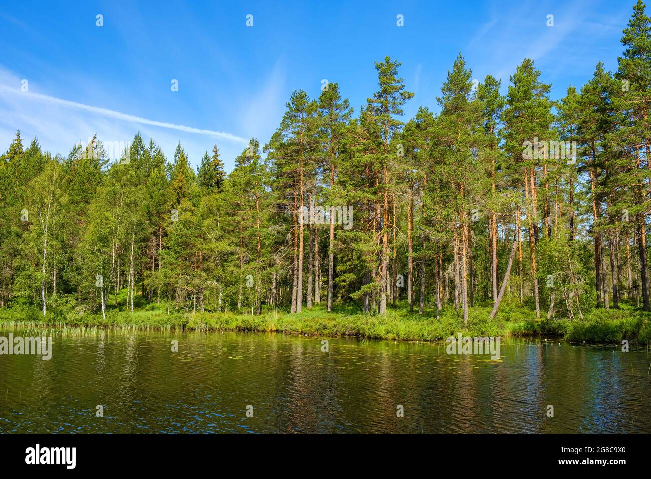 Mixed boreal forest lake hi-res stock photography and images - Alamy