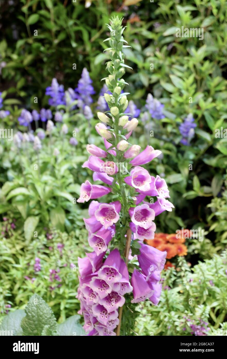 Herbal Flower and Plant, Purple Digitalis or Foxglove Flower in A