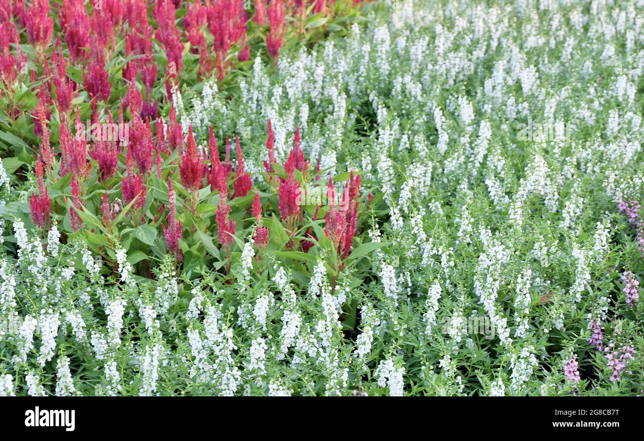 Beautiful Flower, White Salvia and Red Cockcombs Flowers with Green Leaves in A Garden. Stock Photo