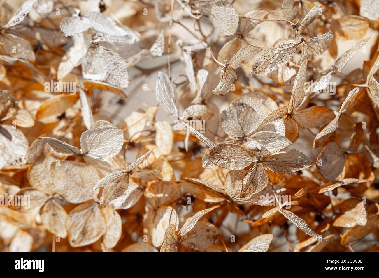 Dry withered hydrangea in the morning rays. Hydrangea after winter. Stock Photo