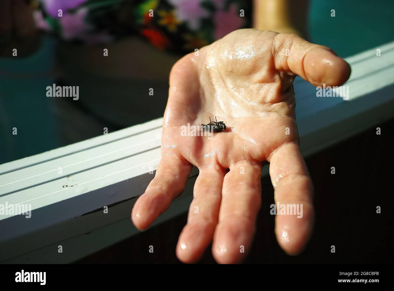 A woman demonstrating a dead horsefly, while standing in a pool Stock