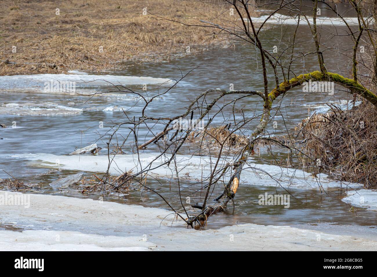 Forest spring landscape of the river with ice floes. Branch of a tree ...
