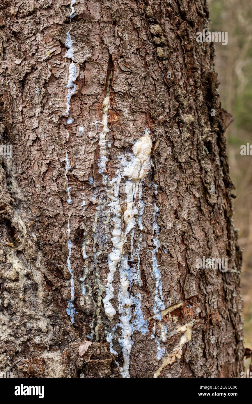 Flowing resin on the bark of a coniferous tree. Damage marks on the ...