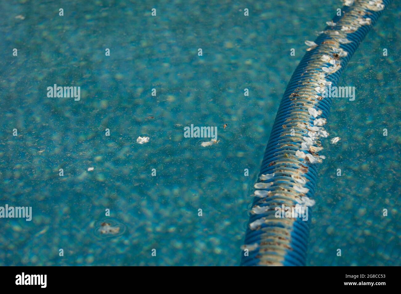 Petals around an above ground pool hose immersed in water Stock Photo