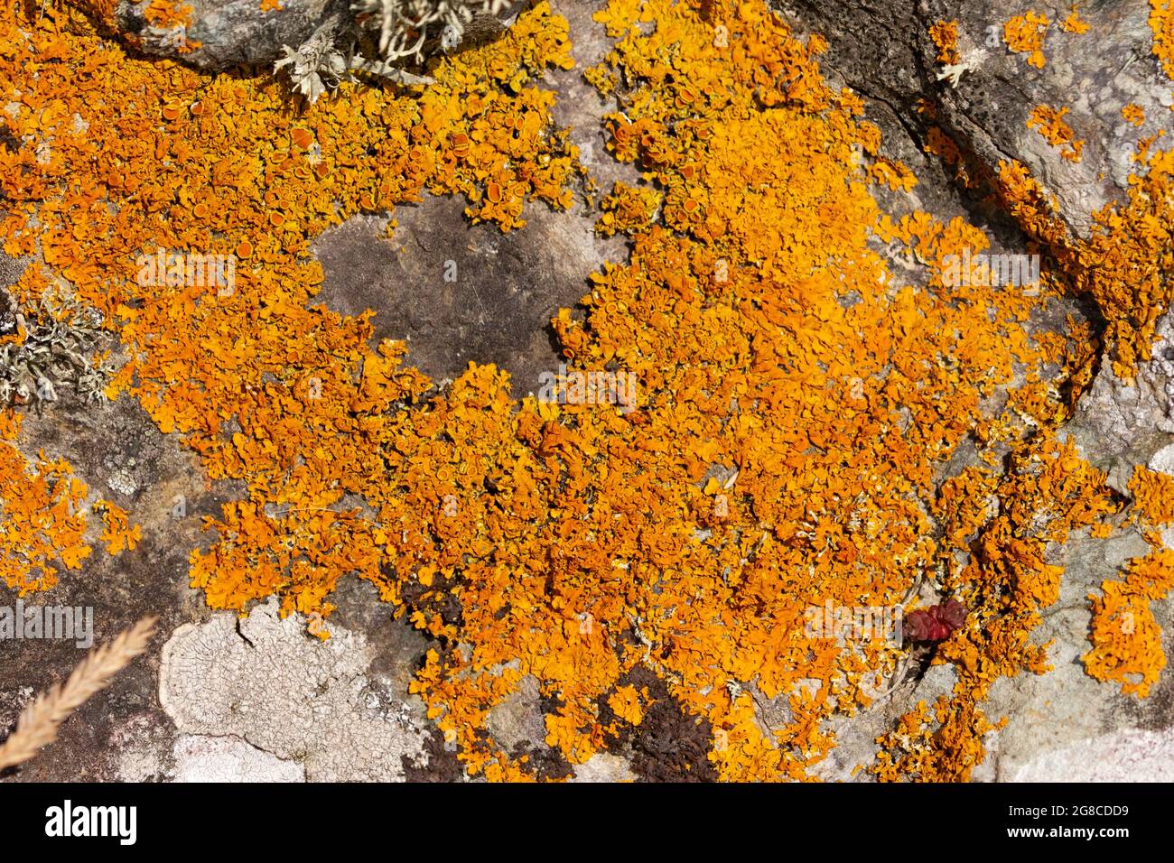Golden Crust lichen is particularly common in coastal areas, growing on rocks and trees just above the tide line. Stock Photo