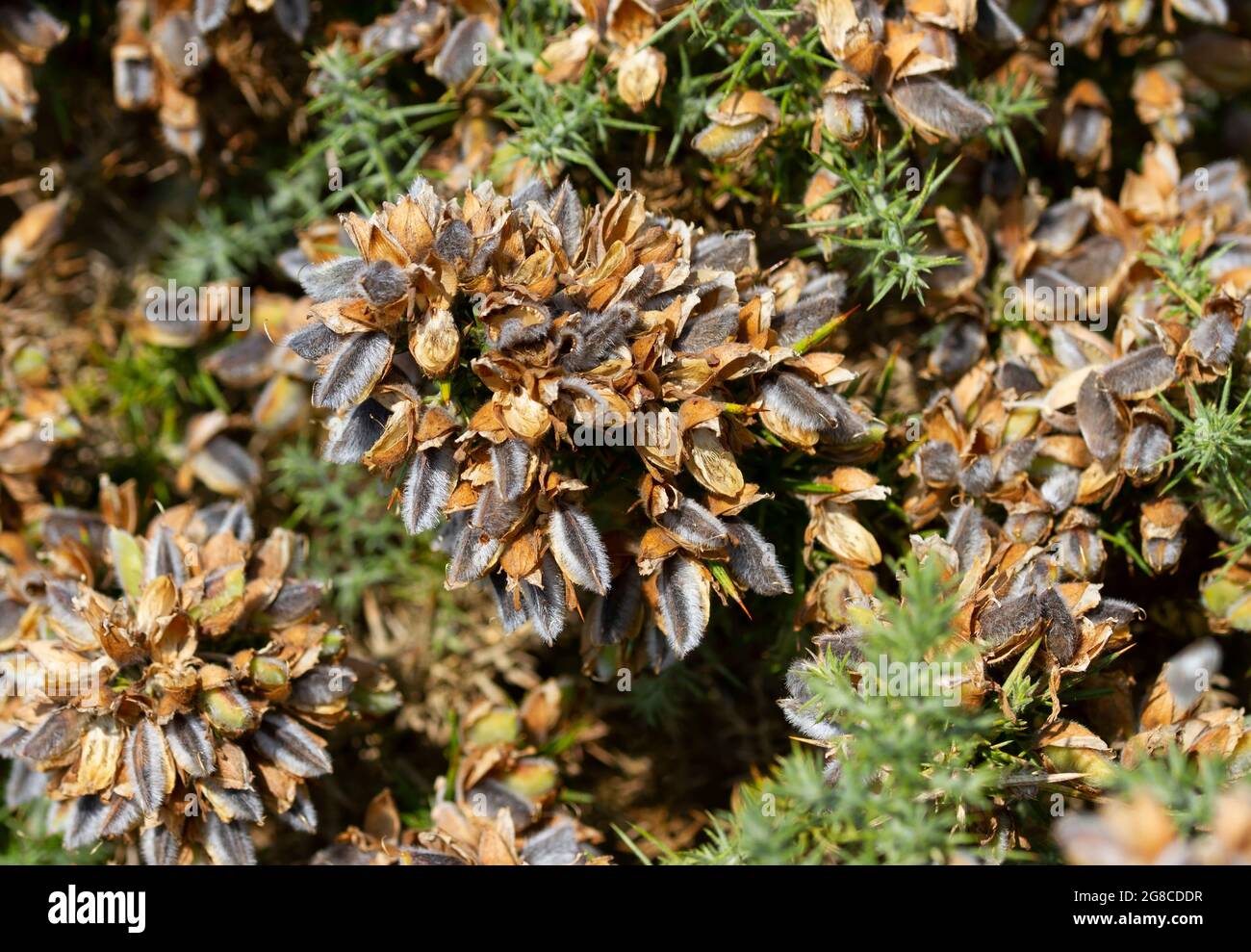 In summer the furry seed cases of the Gorse bush split open with a cracking noise and fling their seeds a distance from the the parent plant. Stock Photo