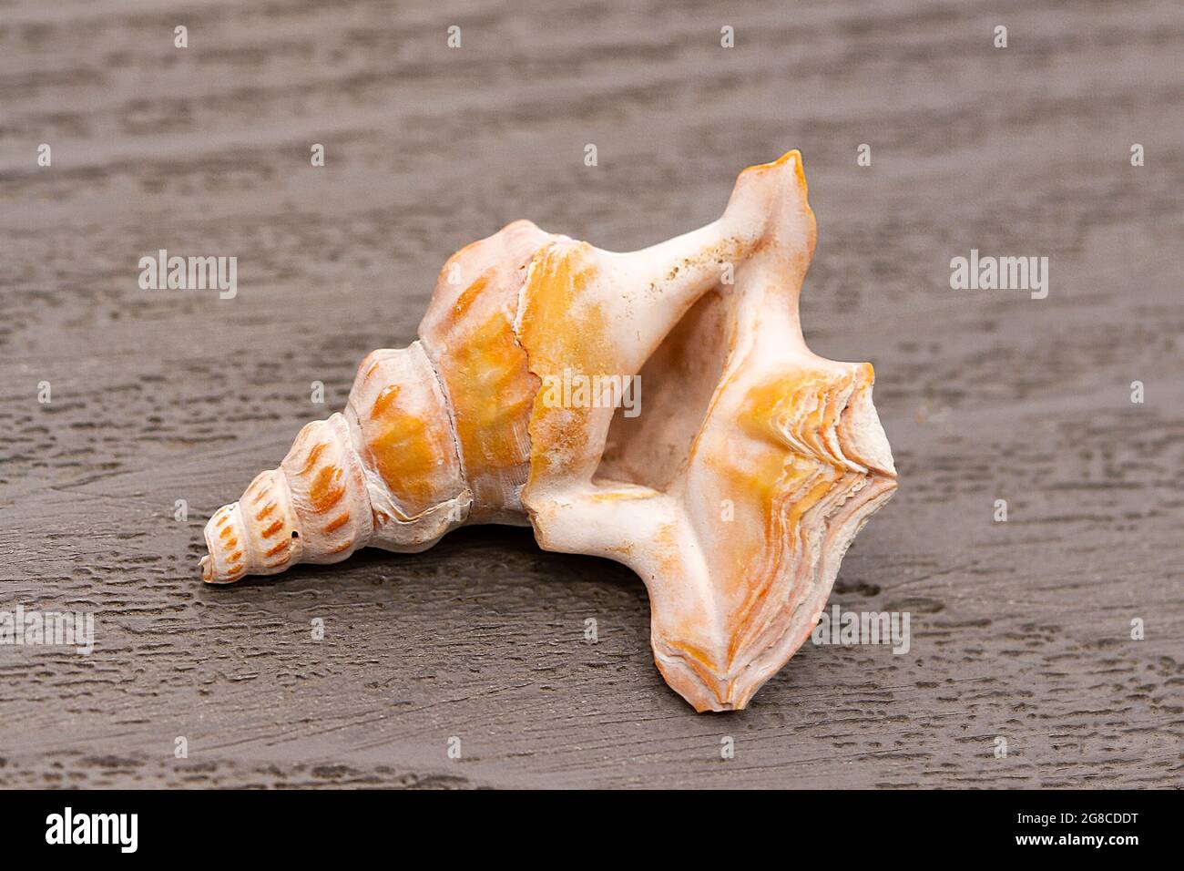 The pronounced lip on the shell of the Pelican's Foot makes this elegant  shell unmistakable. The lip is used to stir up muddy sediments for feeding  be Stock Photo - Alamy