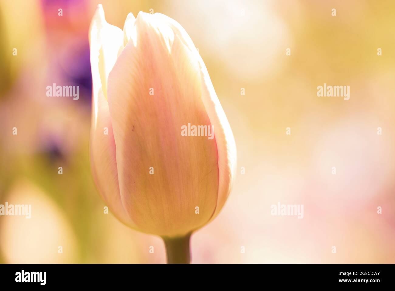 A closeup portrait of a single white and pink tulip standing in front ...