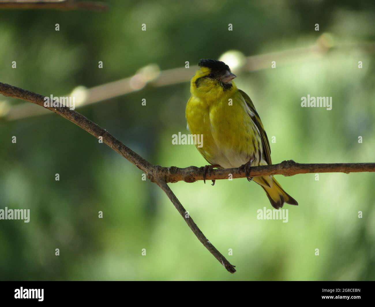Eusarian siskin, Spinus spinus, perching in a branch Stock Photo