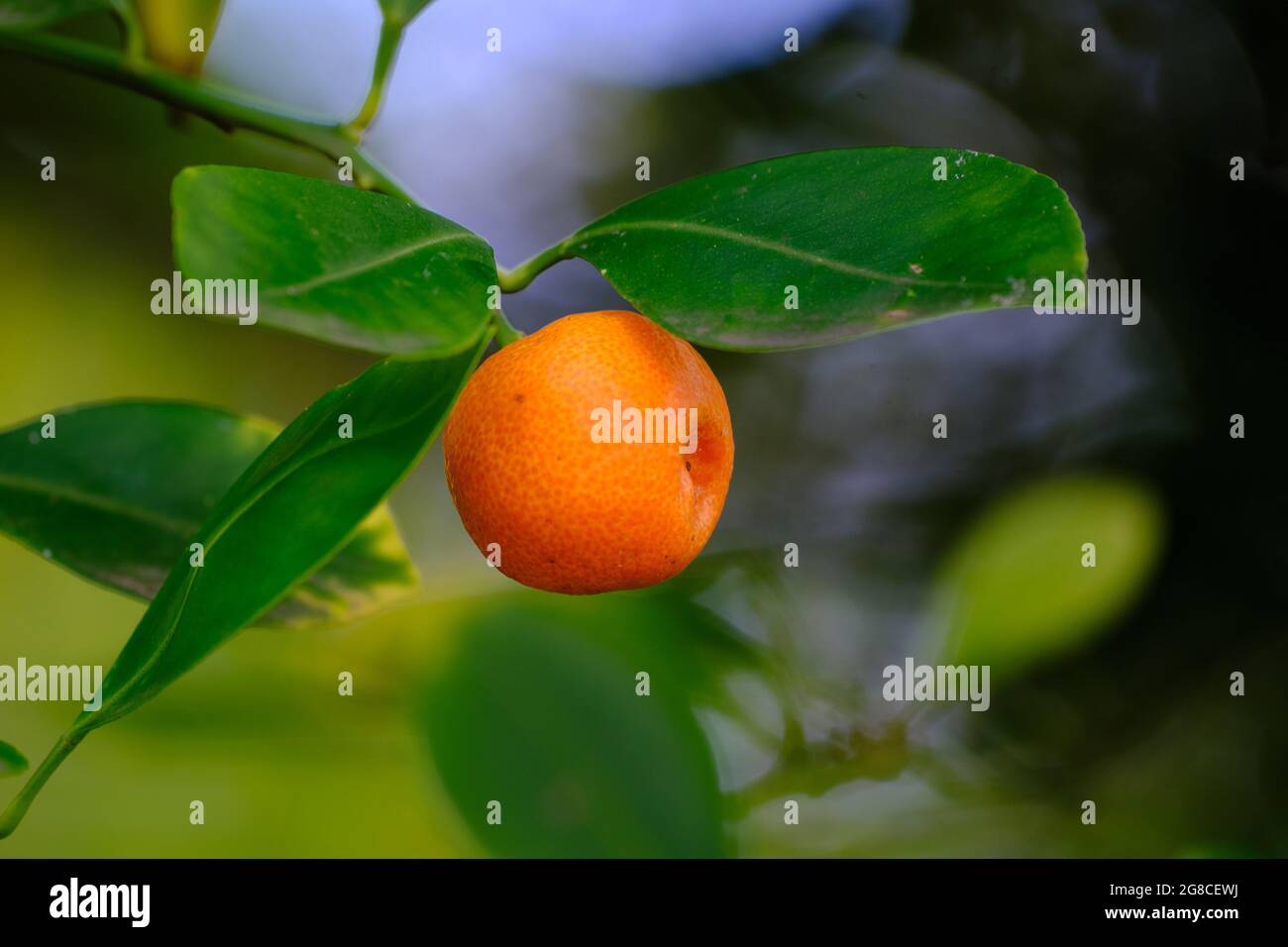 One Kumquat Stock Photo