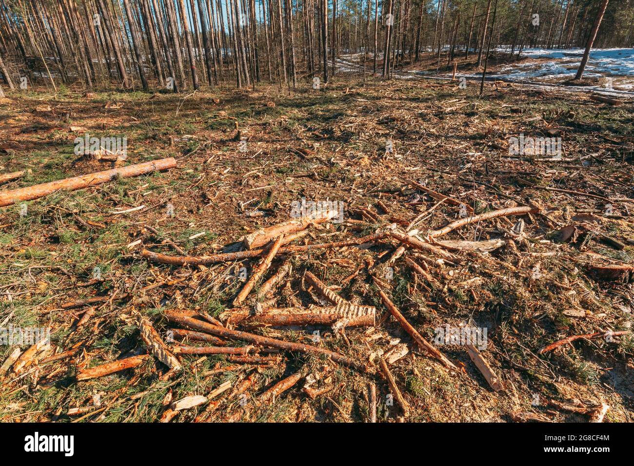 Fallen Tree Trunks In Deforestation Area. Pine Forest Landscape In Sunny Spring Day. Green Forest Deforestation Area Landscape Stock Photo