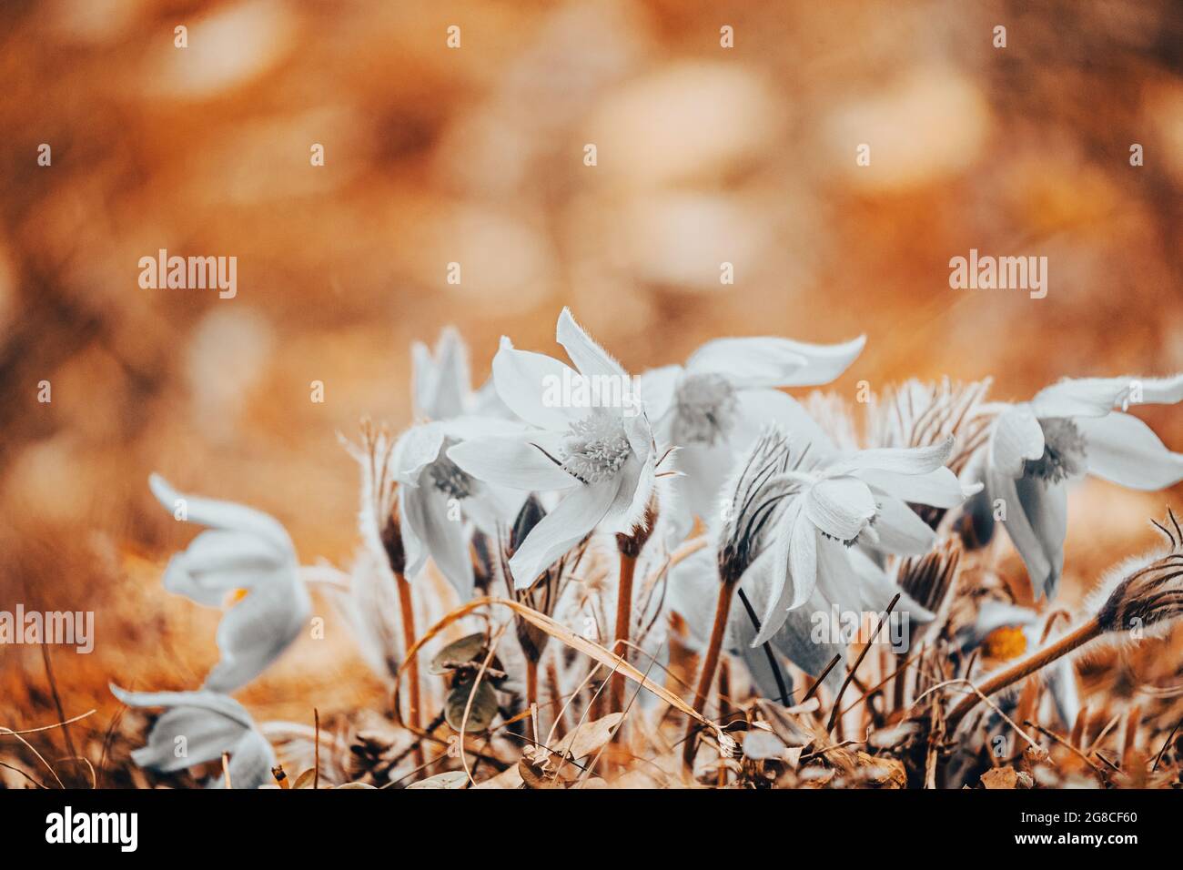Toned Photo colorless bleached decolourized Beautiful Wild Spring Flowers. Flowering Blooming Plant Stock Photo