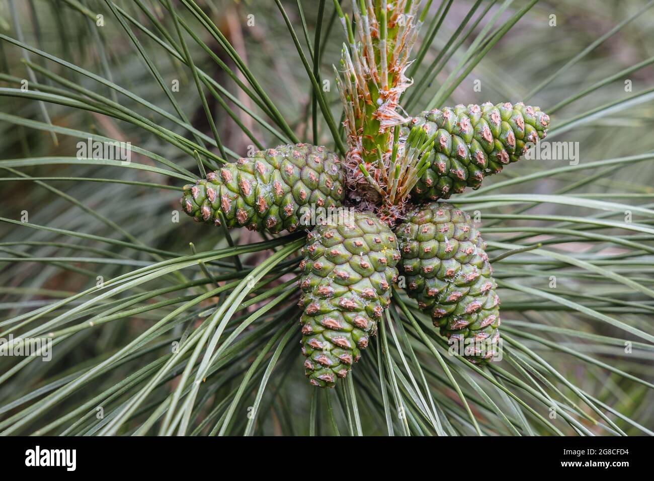 Austrian pine - black pine tree Stock Photo
