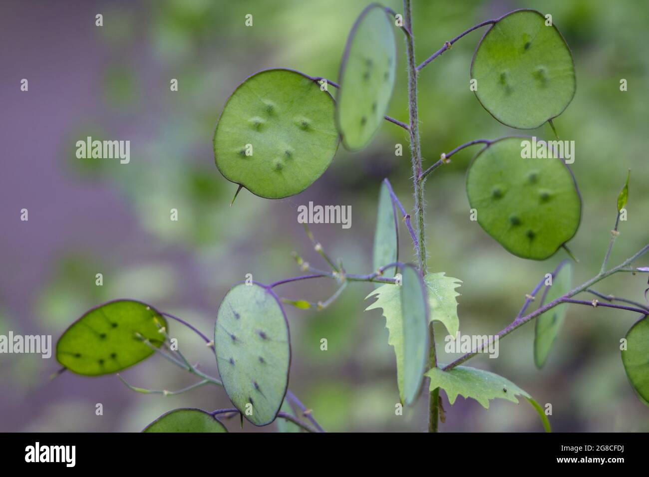 honesty plant also called annual honesty, latin name - Lunaria annua Stock Photo